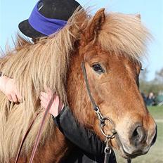 Islænder Dani fra Vissegård