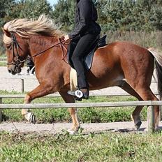 Islænder Dani fra Vissegård