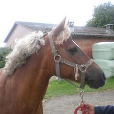 Welsh Pony (sec B) Laban *RIP*