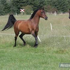 Arabisk fuldblod (OX) Gipson OX