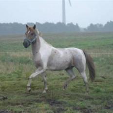 Anden særlig race Zilwester - Solgt - R.I.P