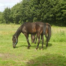 Anden særlig race Frederik *Solgt*