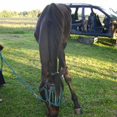 Anden særlig race Frederik *Solgt*