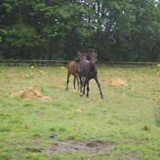 Anden særlig race Frederik *Solgt*