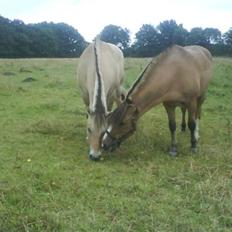 Anden særlig race Charlie (R.I.P)