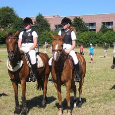 New Forest Hoppenhofs Sergio solgt