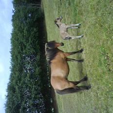 Islænder Sefja <333