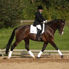 Dansk Varmblod RDH Dakina Hardsyssel