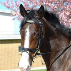 Dansk Varmblod RDH Dakina Hardsyssel