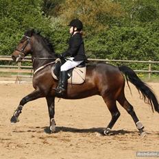 New Forest elmholts Granat