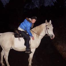 Shagya Araber (SH) SAÉN-G.. DEN HVIDE DRØM