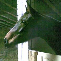 Holstener Jasmin / Solgt