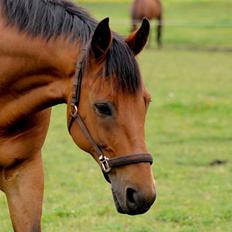Dansk Varmblod Fjeldgårds wingo(aflivet)