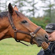 Dansk Varmblod Fjeldgårds wingo(aflivet)