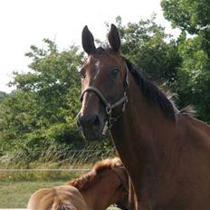 Dansk Varmblod Lobell -Solgt til Camilla