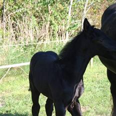 Frieser  # BLAKE # solgt