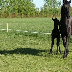 Frieser  # BLAKE # solgt