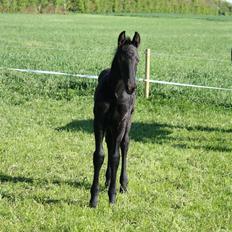 Frieser  # BLAKE # solgt