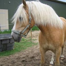 Haflinger Hafferlaffen (Laffe)