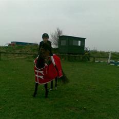 New Forest spitfire R.I.P. :'/