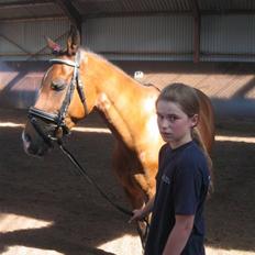 Tysk Sportspony BamBam. Elsket og savnet