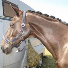 Dansk Varmblod Djinette