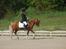 New Forest Krogholms Rollo  - LC2 på OHR d. 17-05-2008