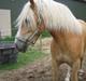 Haflinger Hafferlaffen (Laffe)