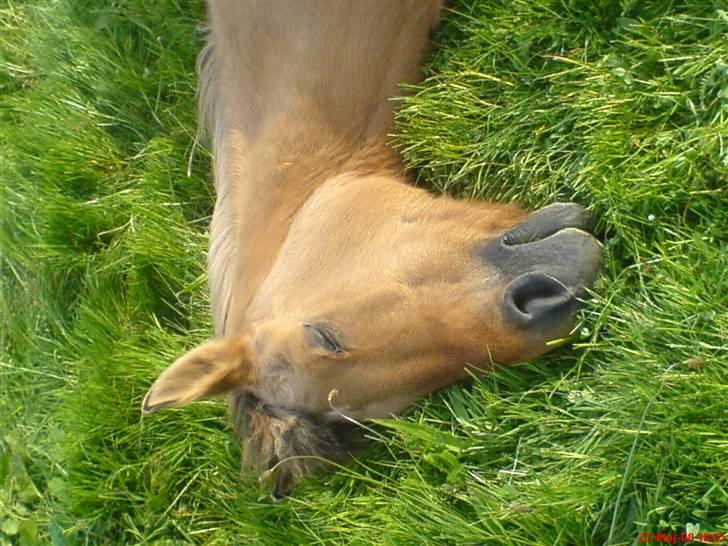 Anden særlig race Sussie (*DØD) - sussie er træt billede 2