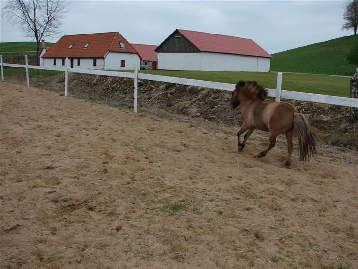 Miniature Vandstedlun Campino SOLGT - Campino i løslonge - Galop billede 10