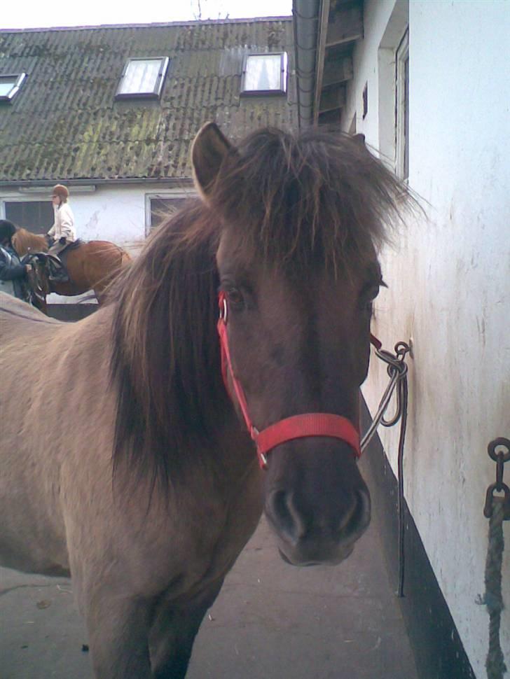 Islænder Disa - Rød passer godt til hende. billede 9