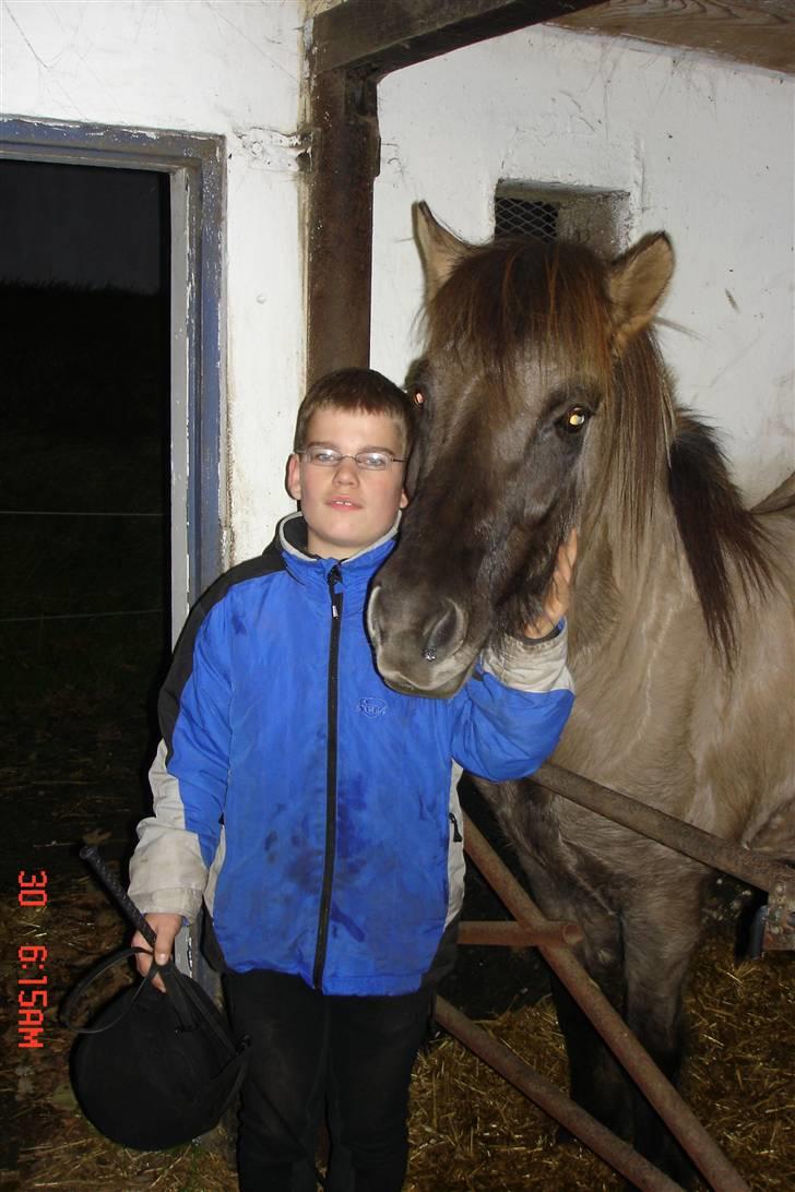 Islænder Disa billede 10