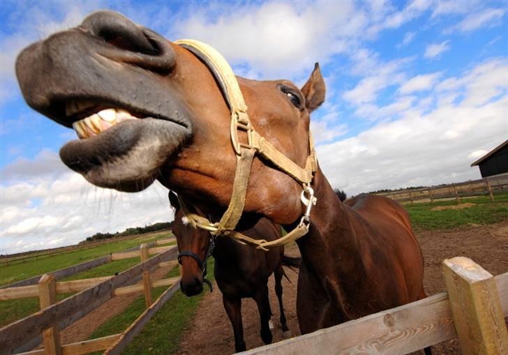 Fuldblod (XX) Matthæus - Prøv og kom herover, jeg skal lige hviske dig noget........ billede 9