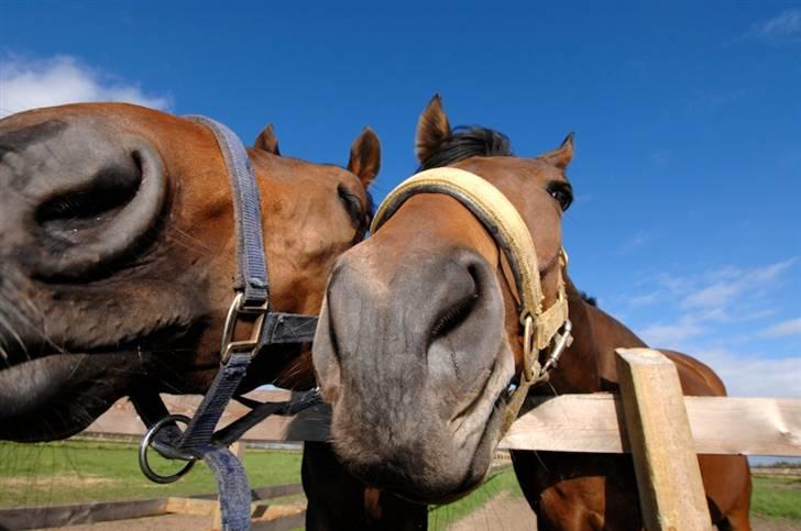 Fuldblod (XX) Matthæus - Du og jeg Matthæus..........bedste venner!! billede 10