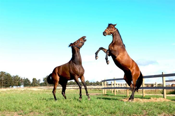 Fuldblod (XX) Matthæus - Yeehaa ...det er mig der står model hos Ferrari. billede 11