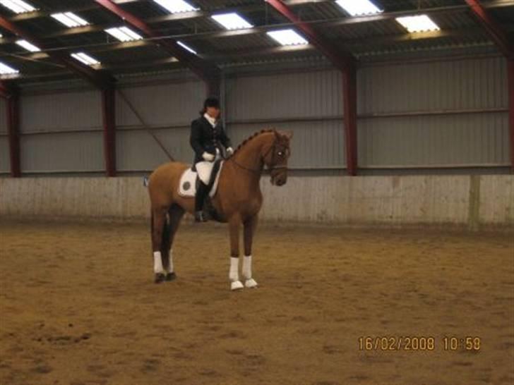 Dansk Varmblod Lathin billede 5