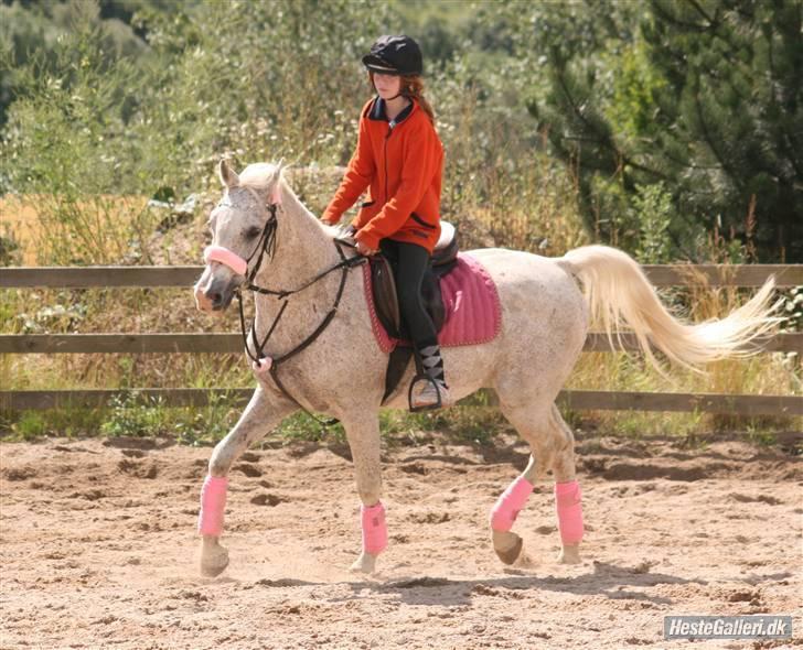 Arabisk fuldblod (OX) kivekas(kiwi)  x-hest - Kiwi og ejer varmer op til springstævne ;b  Foto Vilsøe billede 16