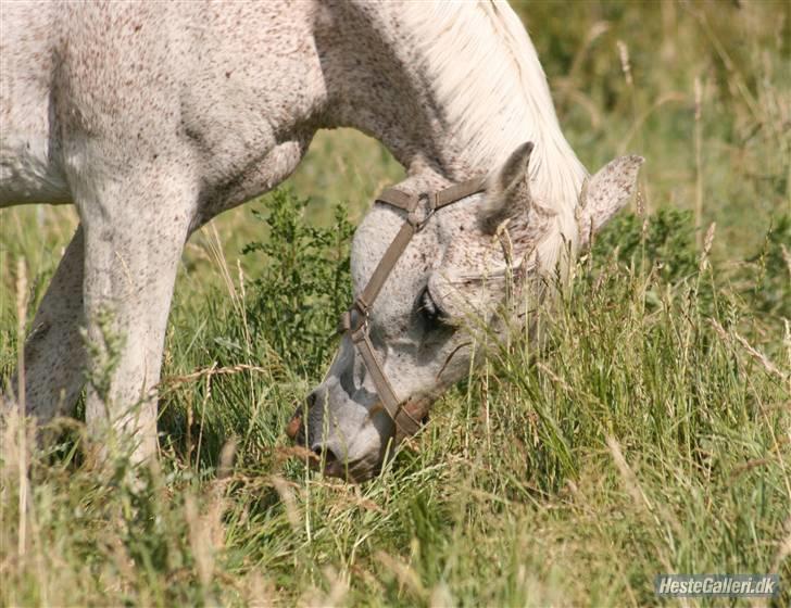 Arabisk fuldblod (OX) kivekas(kiwi)  x-hest - Kiwi spiser græs... ;)   Foto: Vilsøe ;-D billede 17