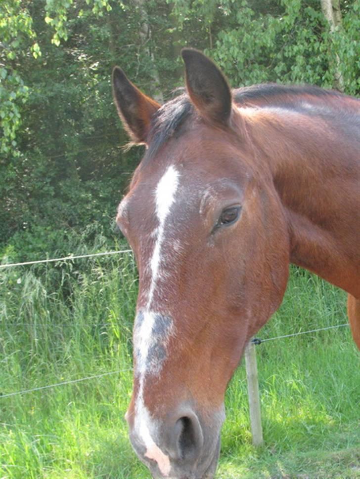 Anden særlig race Lazeo R.I.P - På fold Juni 2008 billede 4