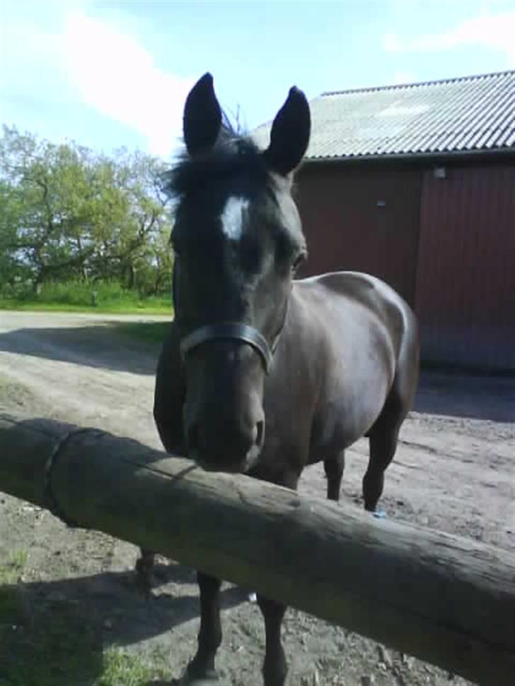 Anden særlig race Broengs Laluna(Gl. Part)  - hun elsker og få taget billeder hun har næsten altid ørene fremme ... billede 1