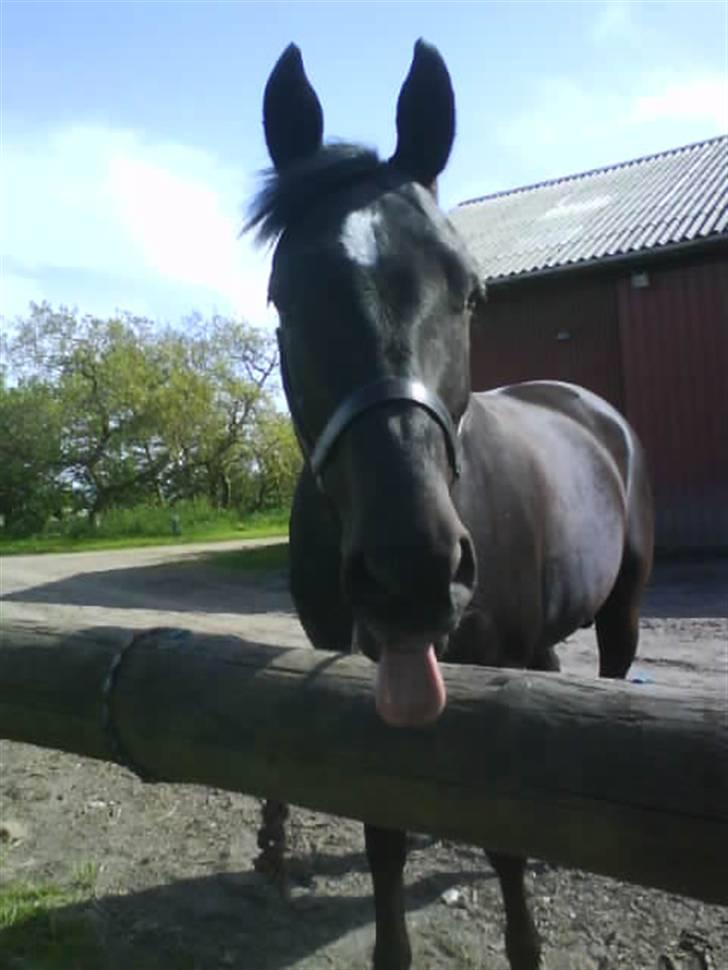 Anden særlig race Broengs Laluna(Gl. Part)  - hun er en fantastisk fotomodel ... hun kan finde på alt muligt når hun ser et kamera. billede 2