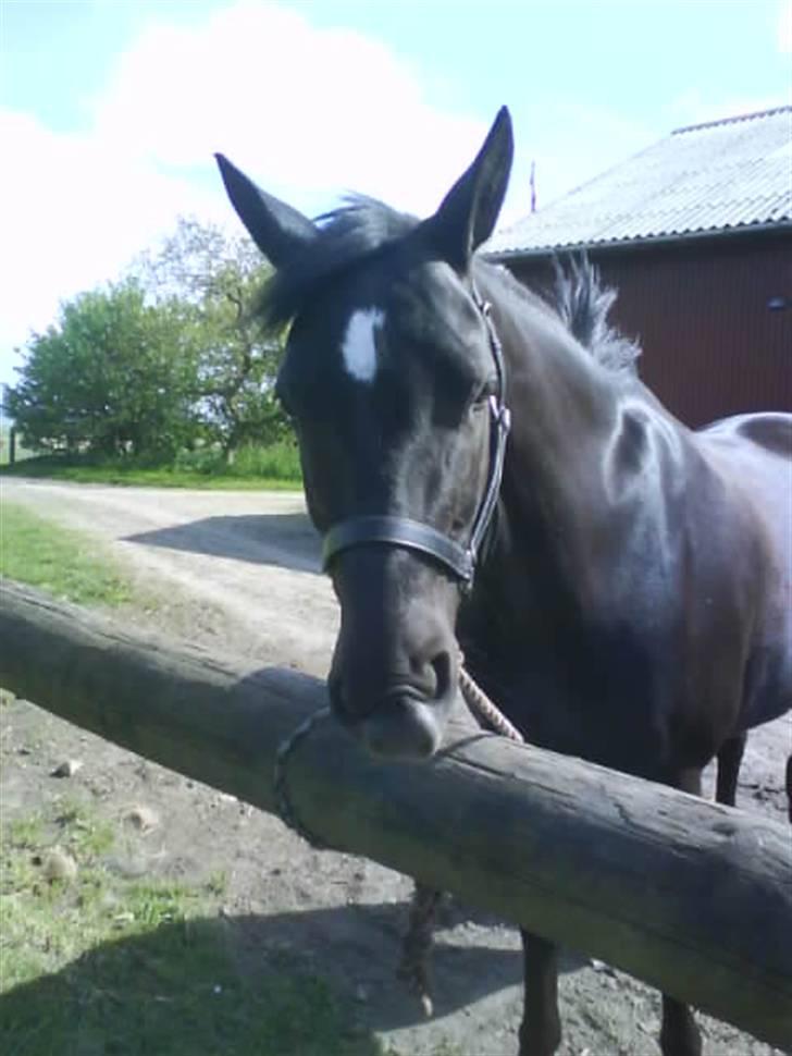 Anden særlig race Broengs Laluna(Gl. Part)  - hun ser bare så sød ud ... billede 3