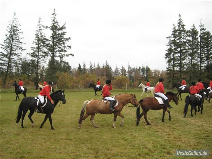 Anden særlig race Broengs Laluna(Gl. Part)  - her ser du den skønneste , smukkeste hoppe til jagten hehe =) billede 4