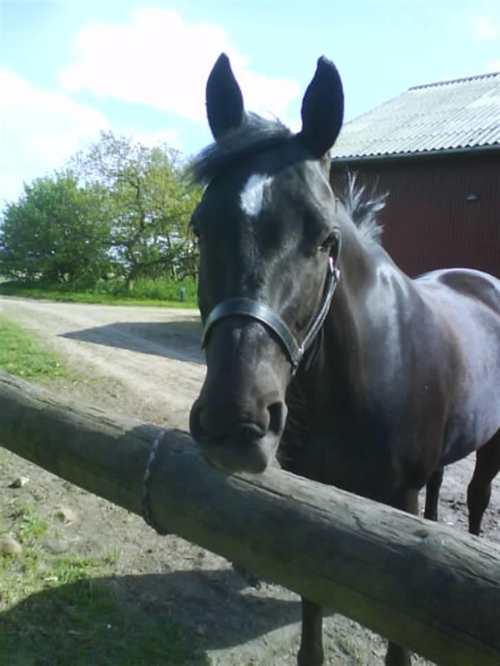 Anden særlig race Broengs Laluna(Gl. Part)  - hun er bare billede skøn...elsker hende <3 billede 6