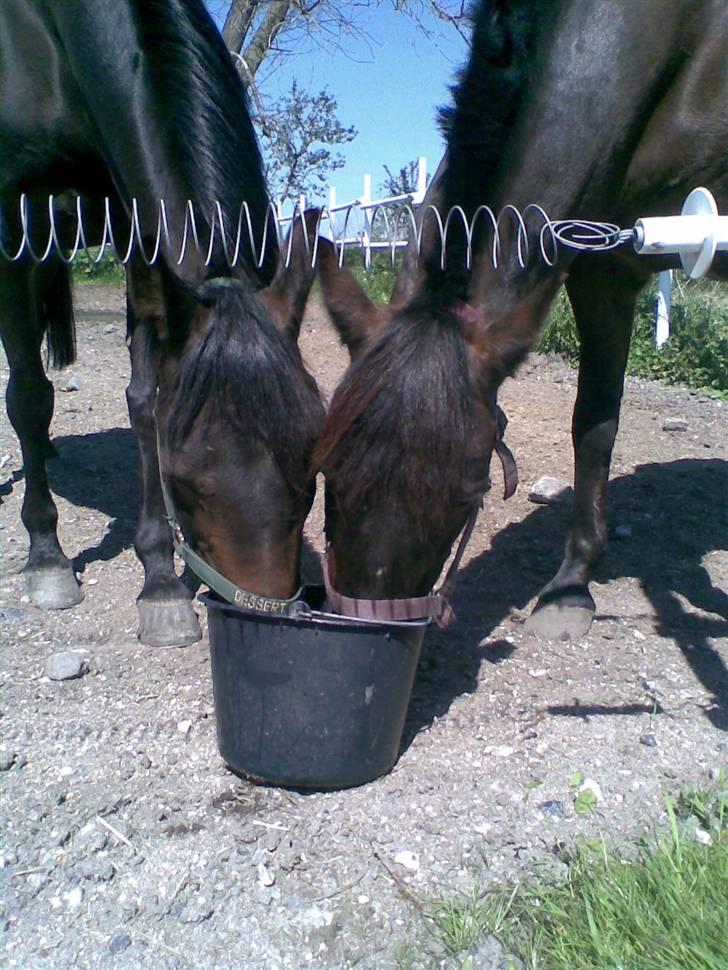 Arabisk fuldblod (OX) Dessert OX  billede 8
