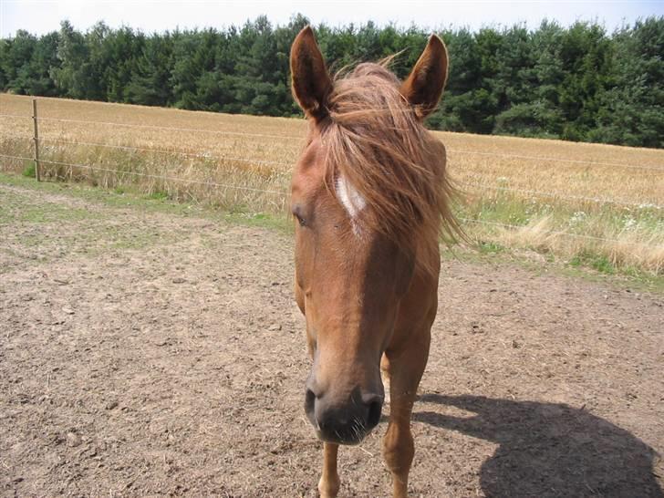 Anden særlig race avelon "solgt" - jeg tager lige en lille lur billede 6