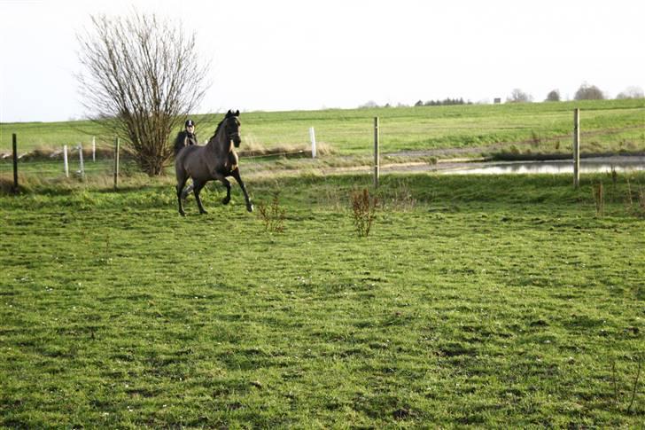 Arabisk fuldblod (OX) Dessert OX  billede 18