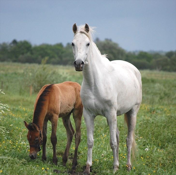 Arabisk fuldblod (OX) Fertilla billede 4