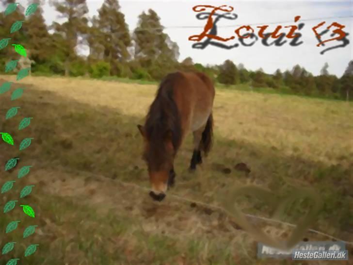 Shetlænder loui billede 1