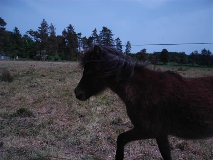Shetlænder loui billede 2